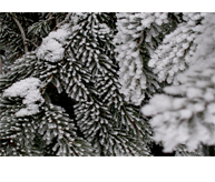 Granbarr i snö